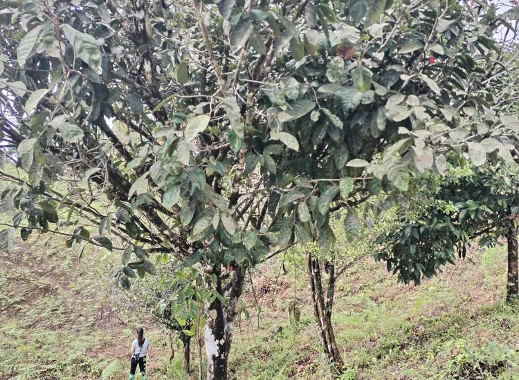 Descubren un árbol que solo existe en Colón
