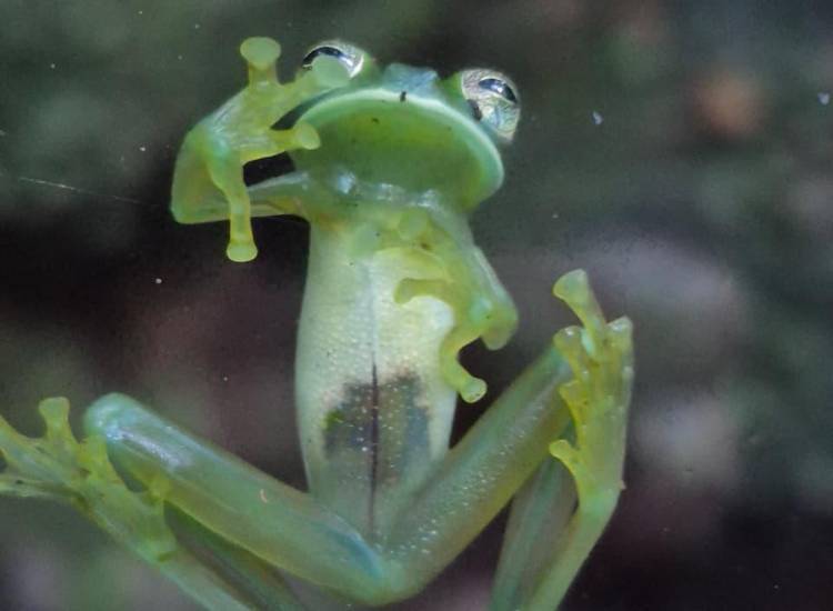 Ranas de cristal, guardianes del bosque