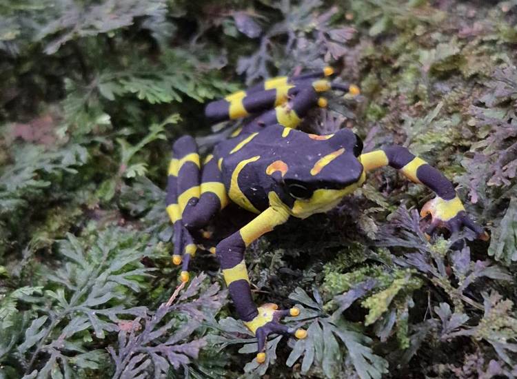 Ranas de cristal, guardianes del bosque