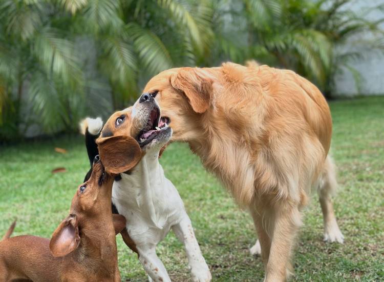 Los perros tienen sus guarderías