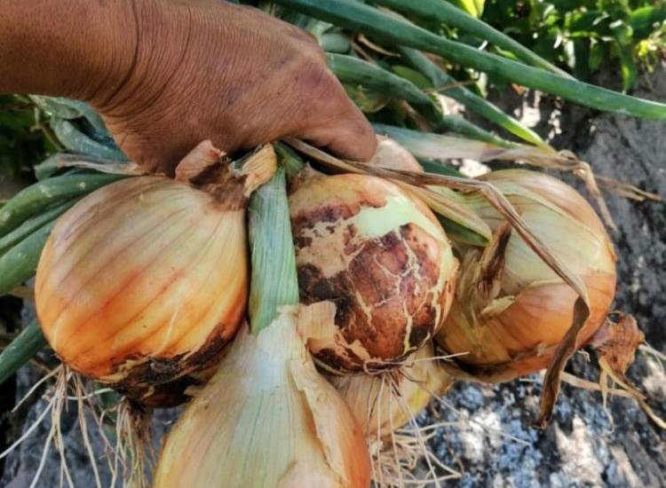 Aumenta la producción de cebolla en Panamá