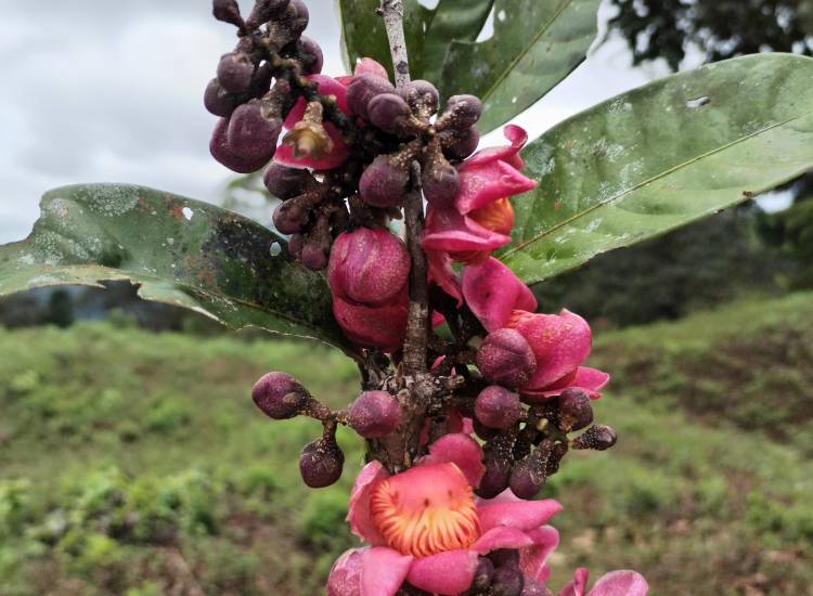 Descubren un árbol que solo existe en Colón