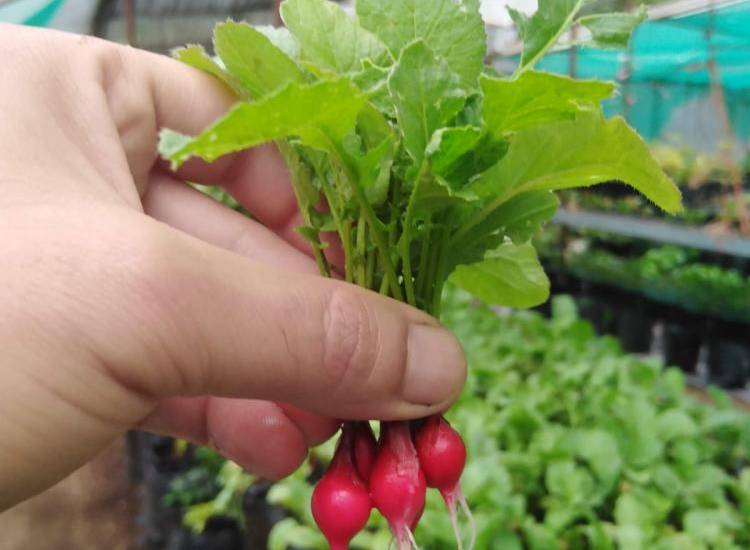 Hacienda Mamecillo: templo de la naturaleza