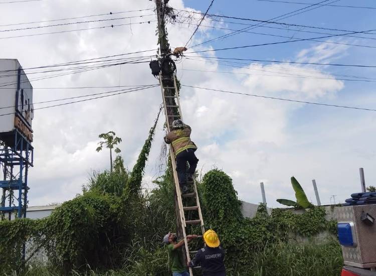 Bomberos rescatan a un gato en poste eléctrico