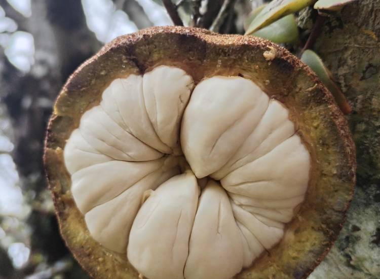 Descubren un árbol que solo existe en Colón