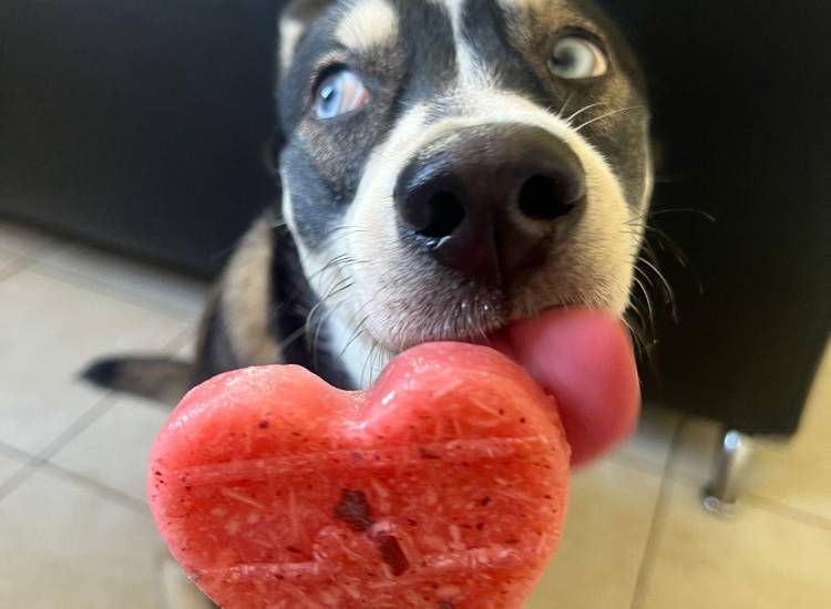 Snacks para mascotas, emprendimiento que promueve la alimentación saludable