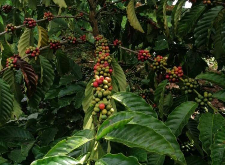 El café panameño sigue ganando mercado en el mundo