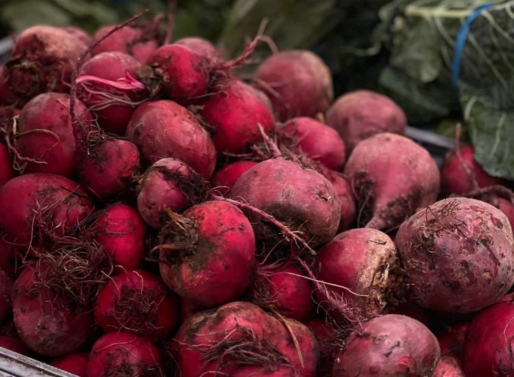 Chiriquí lidera la producción de remolacha