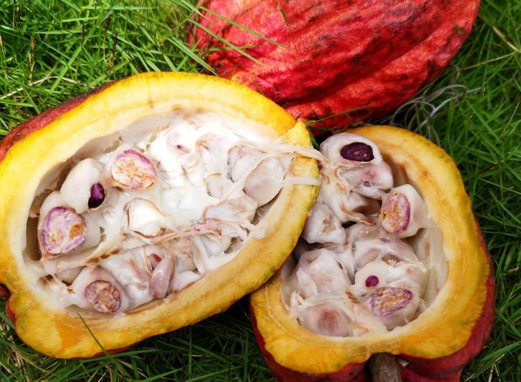 Producción de cacao supera los 19 quintales