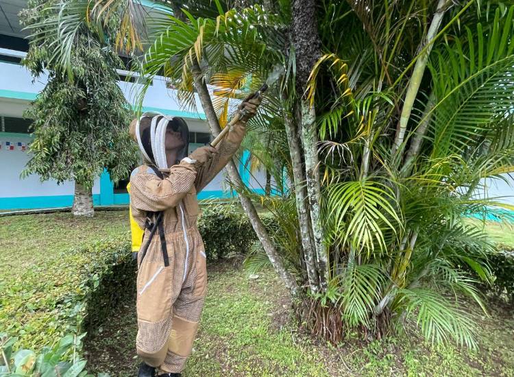 Abejas: útiles pero peligrosas