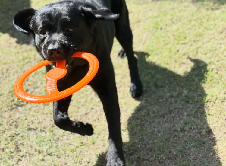 Los perros tienen sus guarderías
