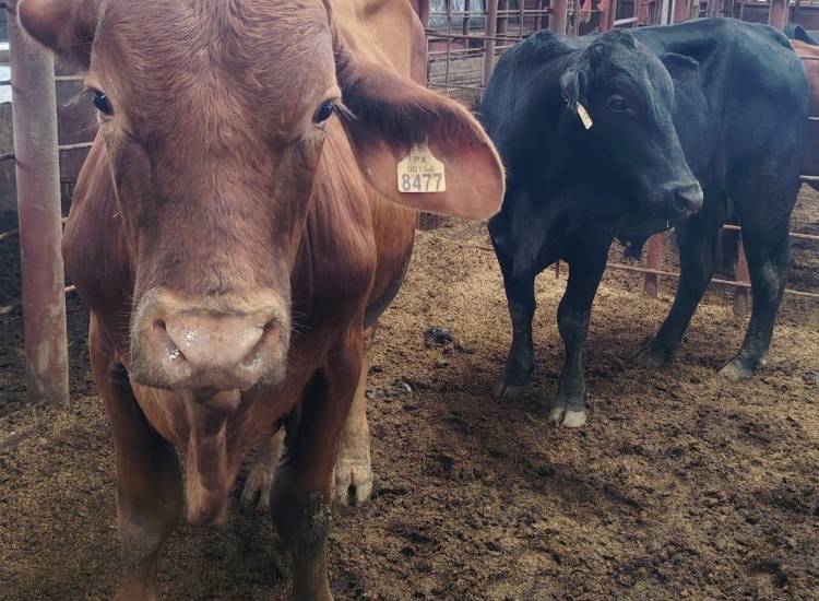 Entregan sementales a productores de Veraguas y Los Santos