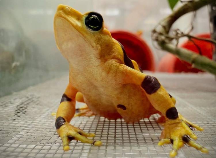 La rana dorada salta hacia la libertad