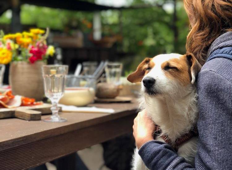 Heces caninas, problema en la ciudad