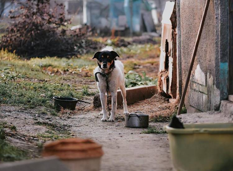 Pexels | Un perro amarrado y abandonado bajo el sol, afuera de una casa, sin comida ni agua