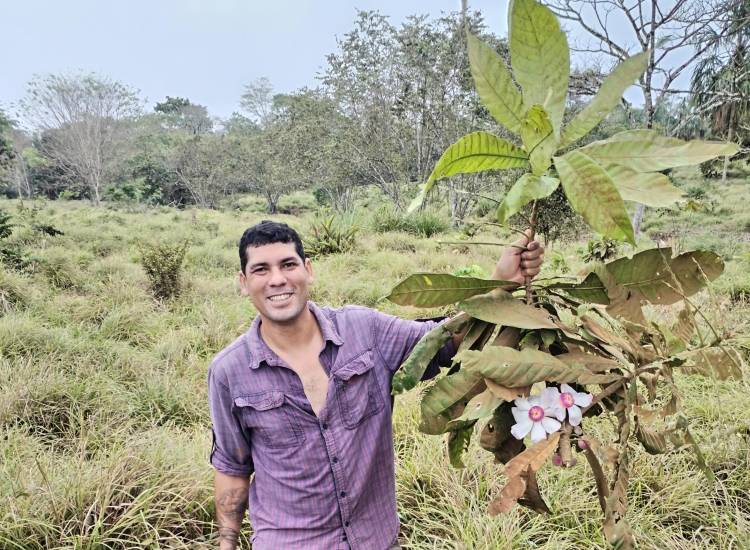 Descubren un árbol que solo existe en Colón