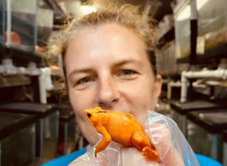 Heidi Ross impulsa el regreso de la rana dorada a su hábitat