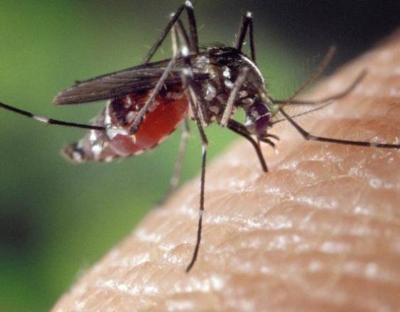 ML | Un mosquito es el portador del virus del dengue.