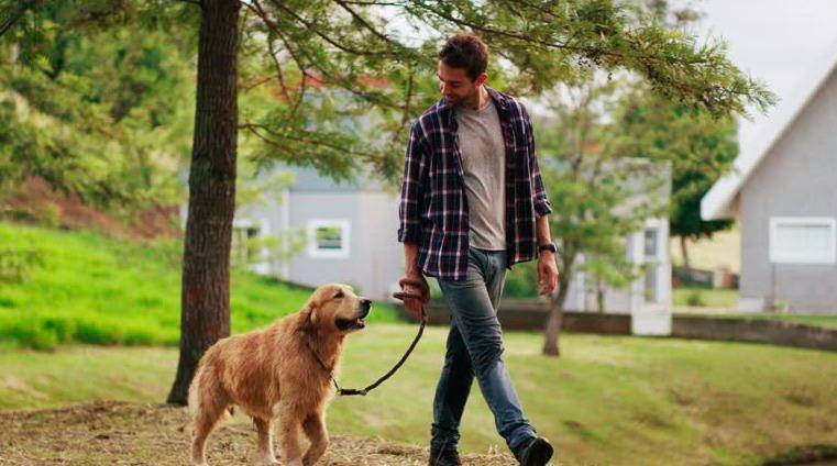 Los deberes y derechos de los dueños de mascotas