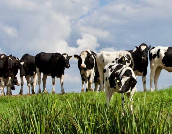 PEXELS | Vacas en una granja donde son alimentadas.