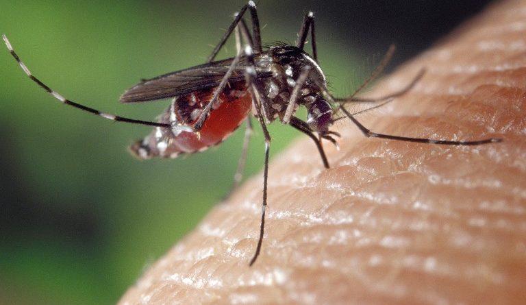 Minsa confirma 3,668 casos acumulados de dengue en todo el país