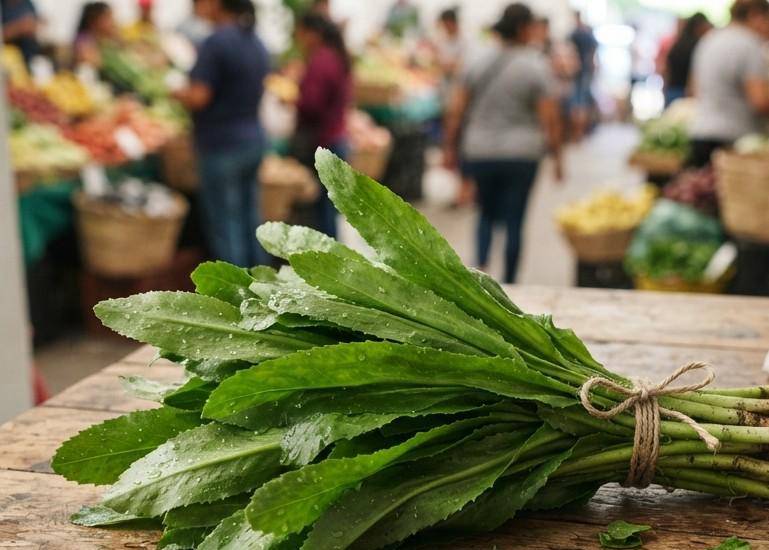 La producción de culantro supera los 8 mil quintales