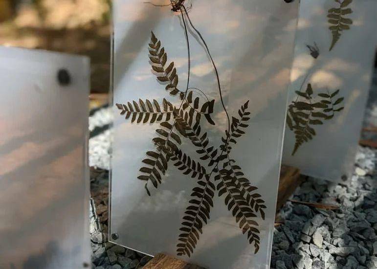 Parque Botánico Panamá, un proyecto para la conservación