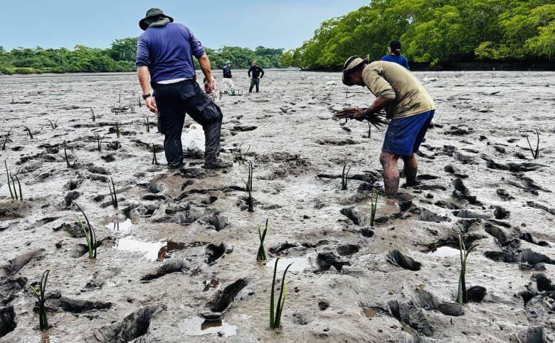 Siembran más de 5,200 retoños de manglar en el Refugio Playa La Barqueta Agrícola, Chiriquí