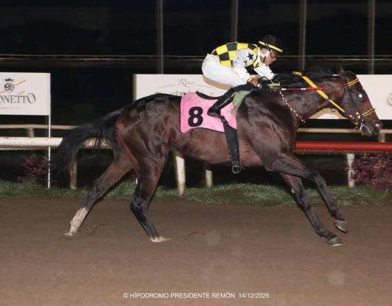 Cortesía Omar Yerar Batista | El ejemplar Booz Baruc, que tendrá la conducción del jinete Abdiel Jaén.