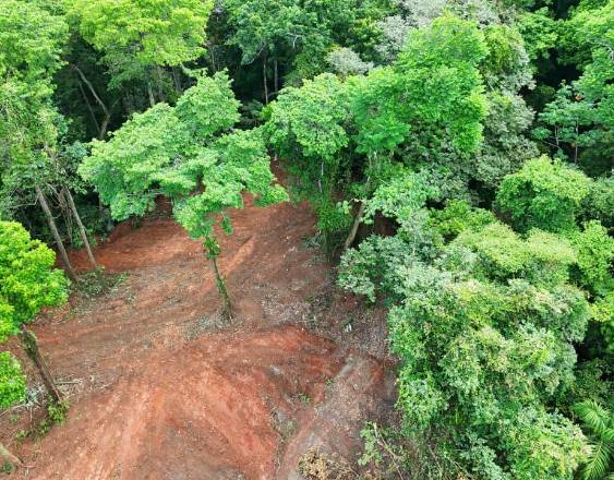 MIAMBIENTE | Tala ilegal en área protegida del Lago Gatún.