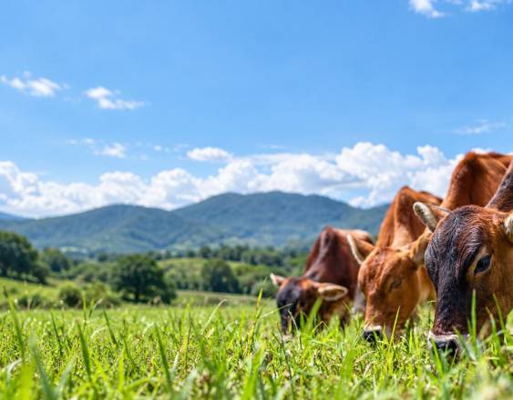 Ganaderos sostienen acopio de leche pese a afectaciones por sismo