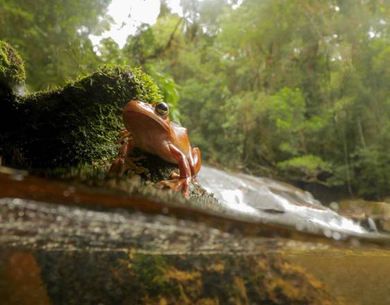 Augusto Gomes / João Marcos Rosa | Rana arbórea tropical (Boana faber) junto a un arroyo del Bosque Atlántico en Brasil. Esta fue una de las cuatro especies de ranas muestreadas en este estudio.