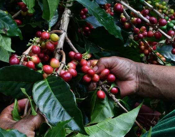 Cortesía | Una persona agarrando café.