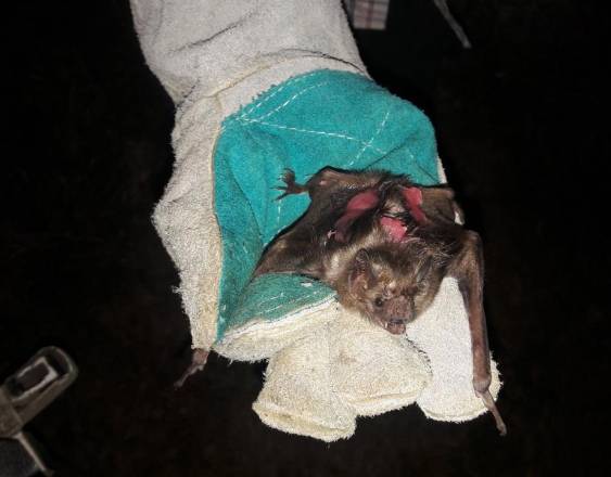 ML | Un murciélago hematófago capturado en Los Santos.