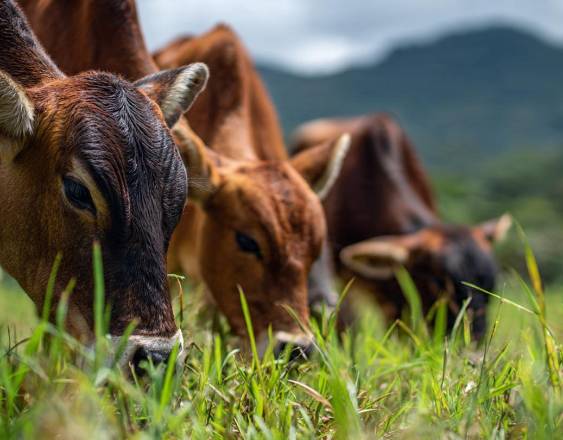 ML | Vacas en una finca.
