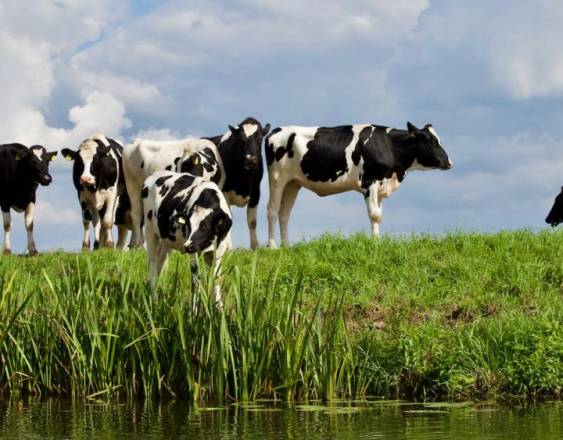 PEXELS | Unas vacas en una finca donde comen pasto y son cuidadas por los productores para luego sacar crías, comercializar su carne y obtener productos derivados.