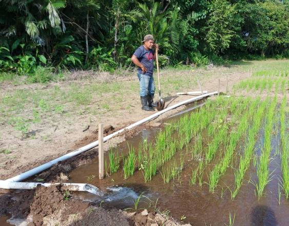 ML | Riego complementario a siembra de arroz.