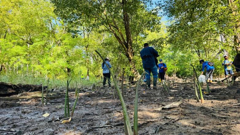 ML | Reforestación de manglares busca recuperar estos ecosistemas.
