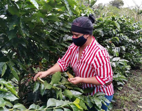 Cortesía | Una mujer cosechando café.