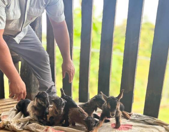 Reportan primer nacimiento de caprinos quíntuples por inseminación artificial en Panamá