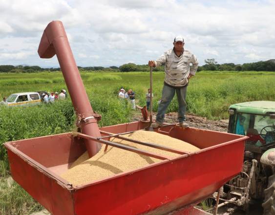 ML | Cosecha de arroz en Antón.