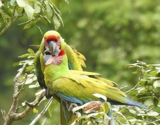 Cortesía | Guacamayos militares en Panamá habitan en bosques húmedos y son observados en Chiriquí y en las montañas de la Serranía de Majé y el Cerro Hoya.