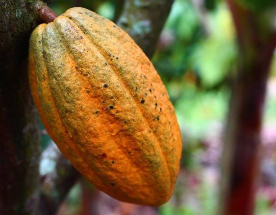 PIXABAY | Un cacao en el árbol. Este debe ser cosechado.