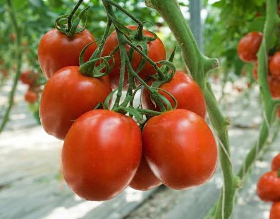 ML | Varios tomates perita en una finca, aún en la planta listos para ser comercializados en el país.