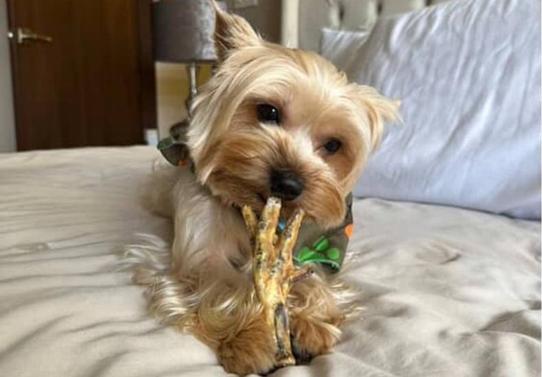 “The Barkery PTY”, emprendimiento que ofrece snacks deshidratados para mascotas