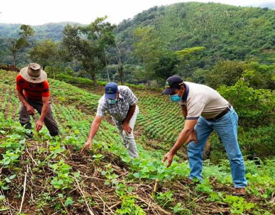 MIDA | Tres productores supervisando una siembra.