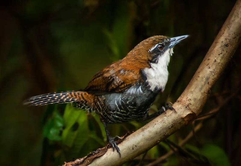 Aviturismo en el Casco Antiguo
