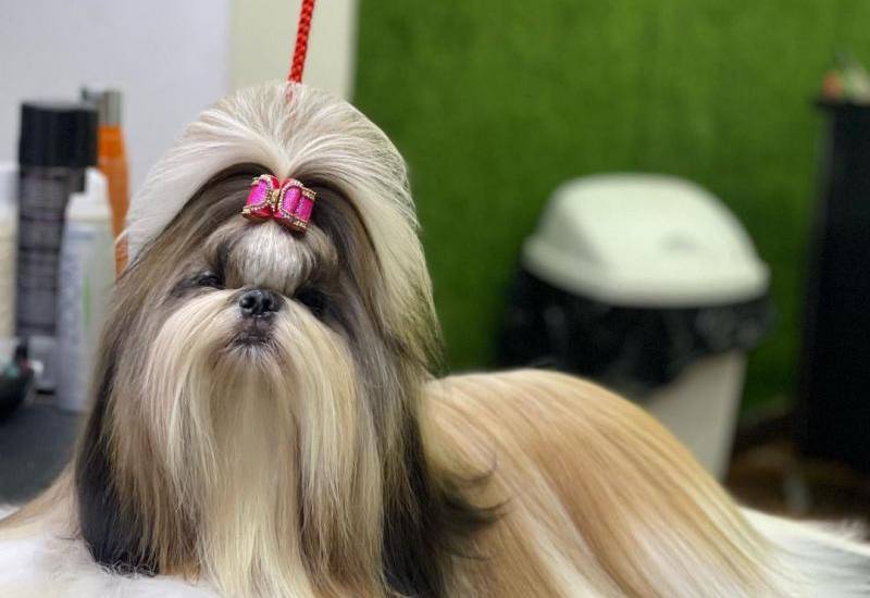 El arte de la peluquería canina
