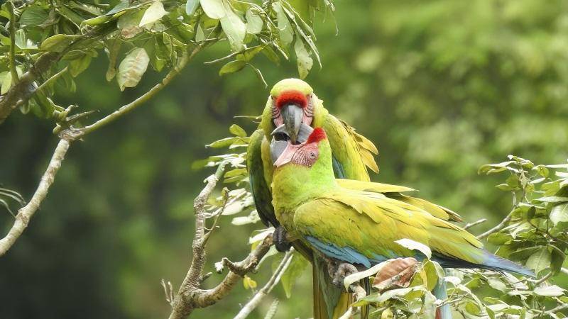 Aviturismo en el Casco Antiguo