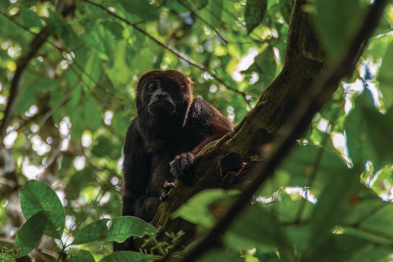 El tesoro de Barro Colorado
